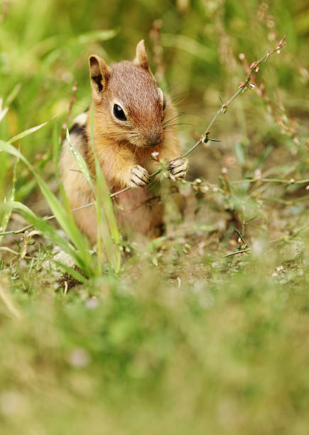 istock Golden-mantled Ground Squirrel 186616271