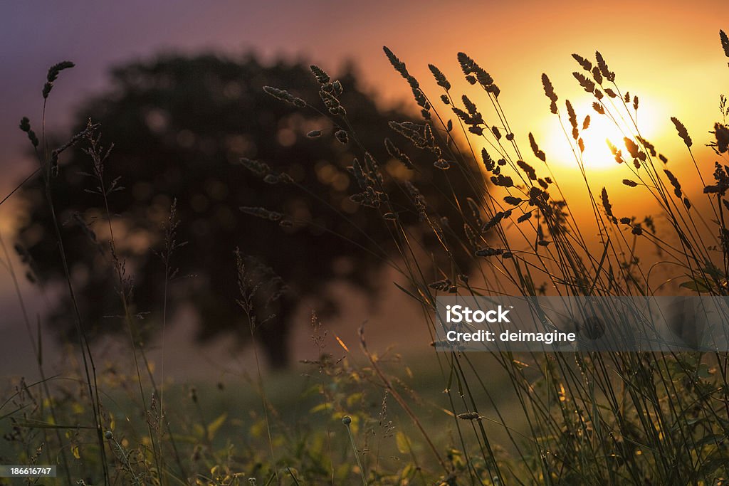 Singolo albero sulle colline toscane - Foto stock royalty-free di Albero