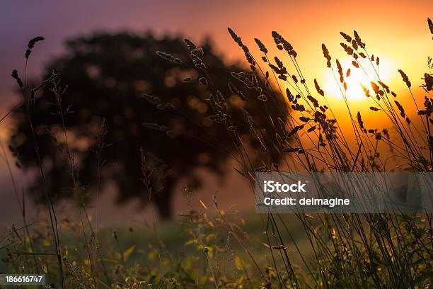 Singolo Albero Sulle Colline Toscane - Fotografie stock e altre immagini di Albero - Albero, Albero solitario, Ambientazione esterna