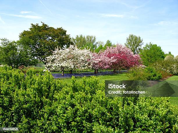 Frühling Eindruck Stockfoto und mehr Bilder von Buchsbaum - Buchsbaum, Apfelbaum, Apfelbaum-Blüte