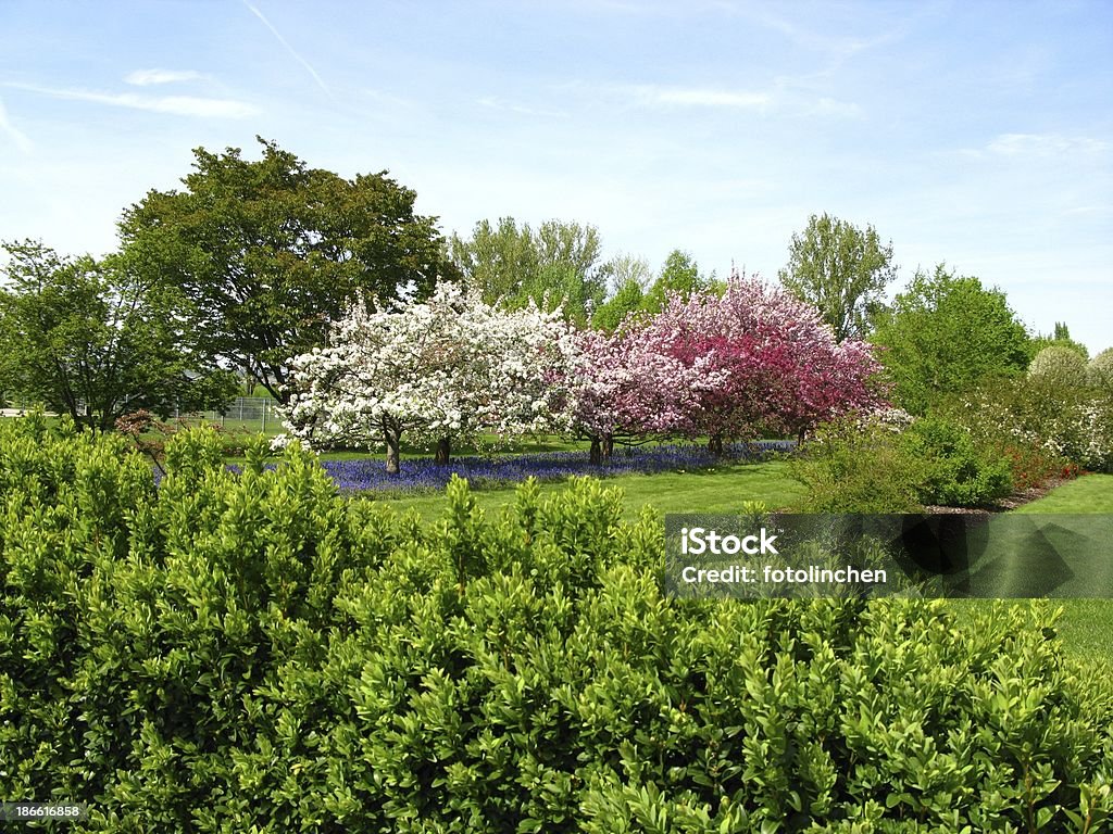 Primavera impression - Foto stock royalty-free di Bosso