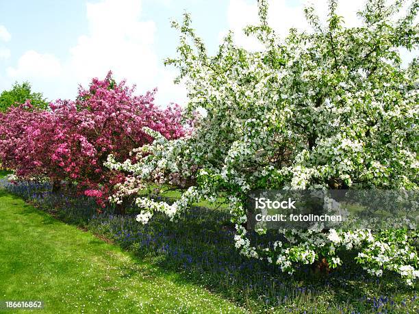 Frühling Eindruck Stockfoto und mehr Bilder von Apfelbaum - Apfelbaum, Apfelbaum-Blüte, April