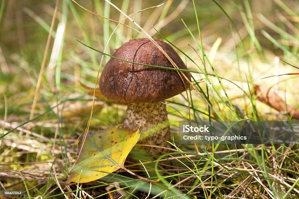 Birch bolete mushroom Birch bolete mushroom, Birkenpilz (Leccinum scabrum), with a leaf from a birch tree, in the forest. Searching Stock Photo
