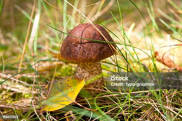 Birch Bolete Mushroom Stock Photo - Download Image Now - Searching, Birch Bolete, Edible Mushroom
