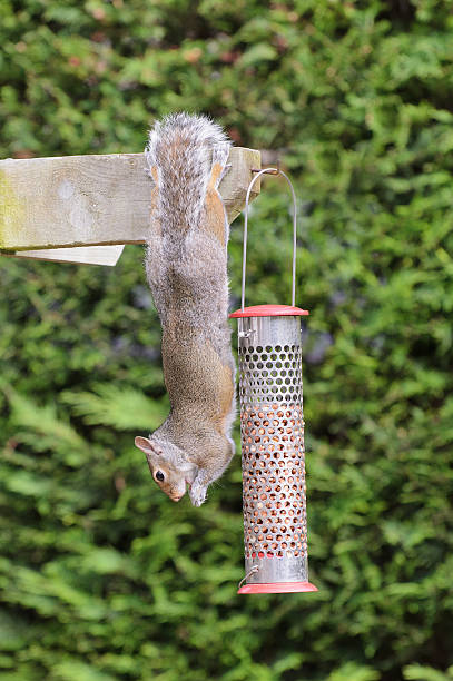 istock Grey Squirrel eating at a bird peanut feeder 186617377