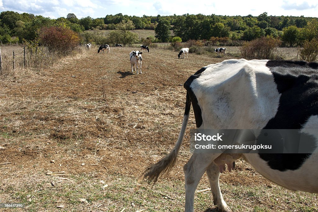 Vaches - Photo de Agriculture libre de droits