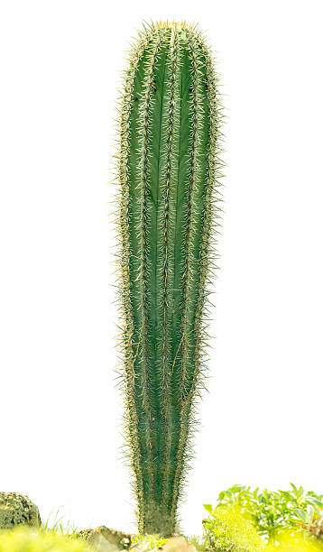 Small Mexican Cardon Cactus (Pachycereus pringlei) isolated on white. stock photo