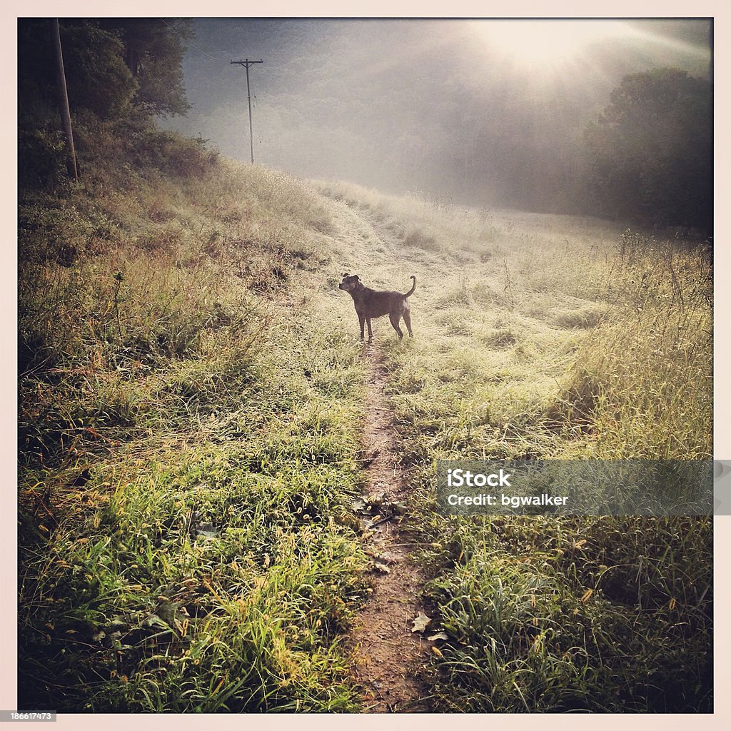 Cão caminhadas ao amanhecer - Foto de stock de Andar royalty-free