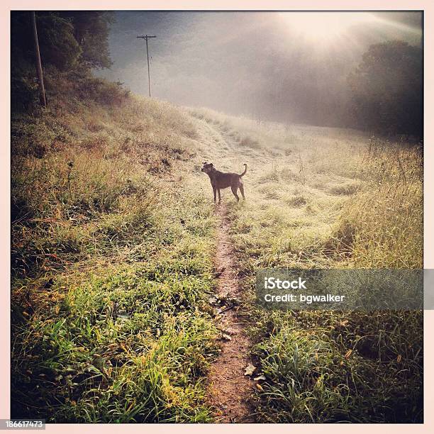 Foto de Cão Caminhadas Ao Amanhecer e mais fotos de stock de Andar - Andar, Animal de estimação, Atividade Recreativa