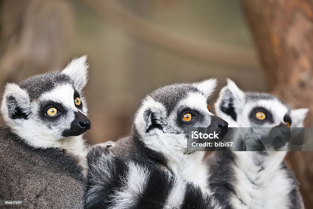 three catta lemurs 3 ring-tailed lemurs (Lemur catta) sitting close to each other Three Animals Stock Photo