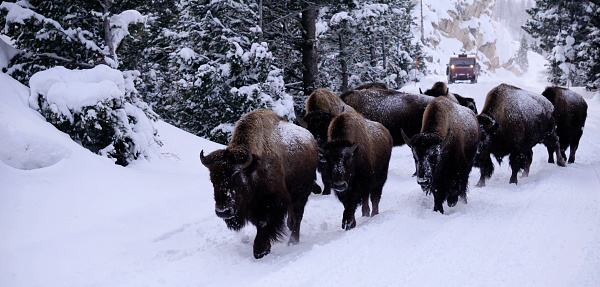 Bisons Buffalos in Winter in Yellowstone National Park, Wyoming and Montana. Northwest. Yellowstone is a winter wonderland, to watch the wildlife and natural landscape.