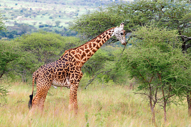 Giraffe A wild giraffe grazing in the savanna of Rwandas Akagera National Park. akagera national park stock pictures, royalty-free photos & images