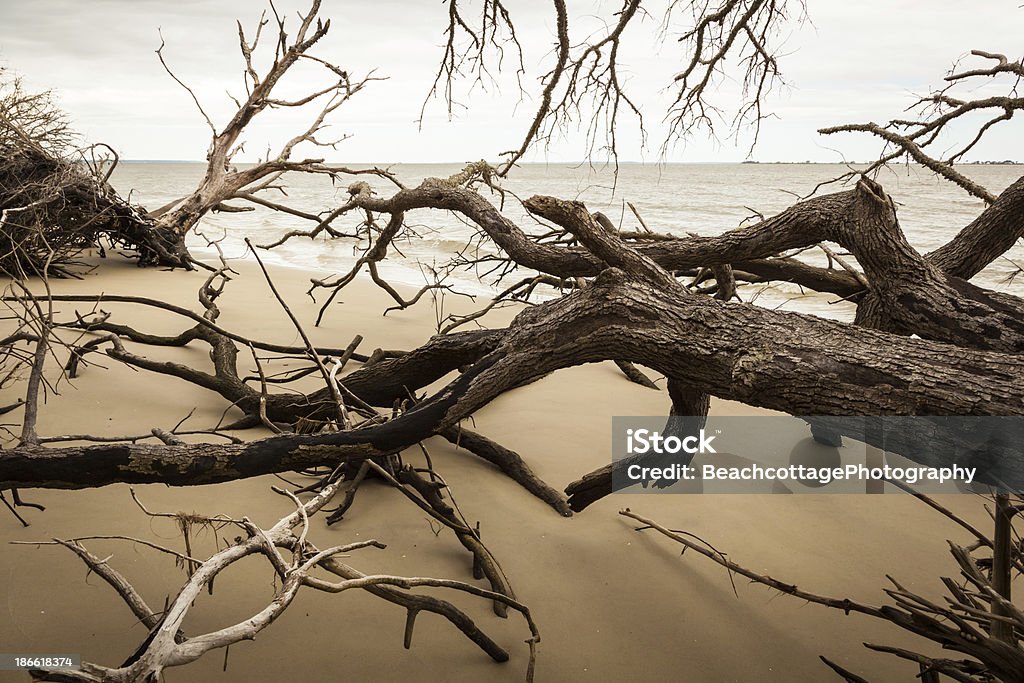 Driftwood-Bäumen - Lizenzfrei Barriereinsel Stock-Foto