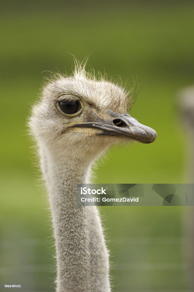 Primer plano tiro de cabezal cautivo de un avestruz - Foto de stock de Aire libre libre de derechos