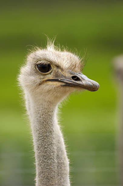 istock Close-up Head Shot of One Captive Ostrich 186618432