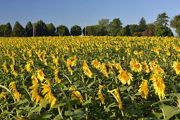istock Field of Sunflowers 186618648