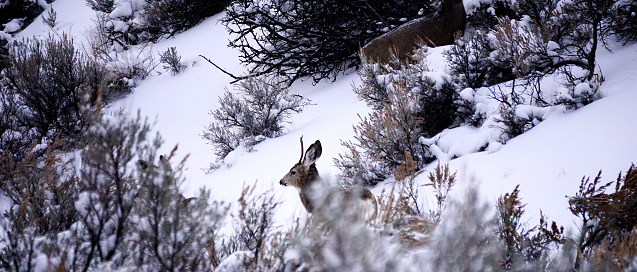 Deers in Winter in Yellowstone National Park, Wyoming and Montana. Northwest. White tailed deers. Yellowstone is a winter wonderland, to watch the wildlife and natural landscape.