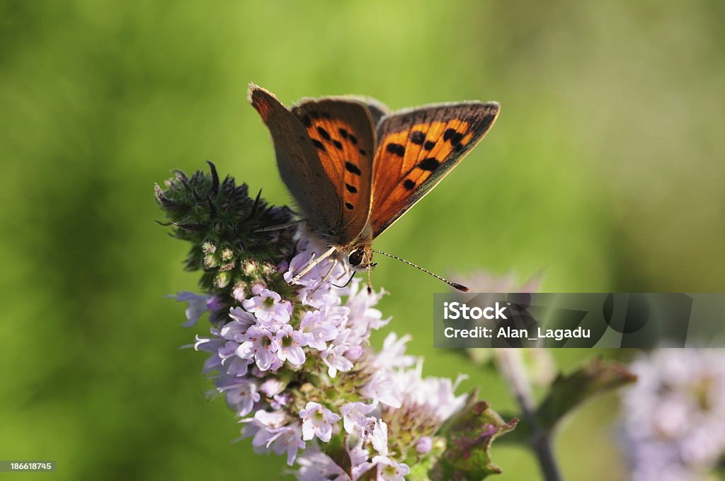 Small copper butterfly, U. K. - Zbiór zdjęć royalty-free (Bez ludzi)