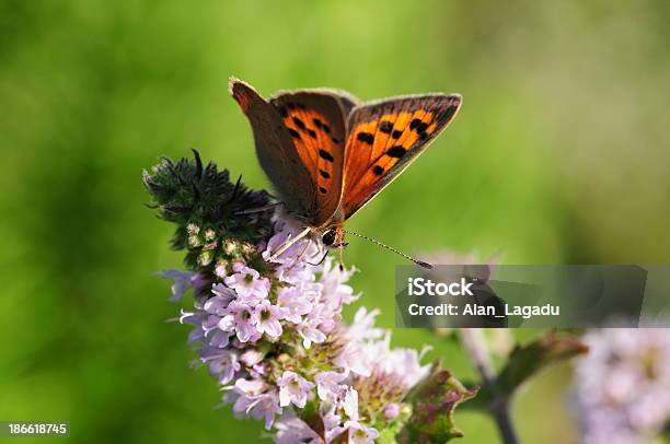 Small Copper Butterfly U K - zdjęcia stockowe i więcej obrazów Bez ludzi - Bez ludzi, Bliskie zbliżenie, Fotografika