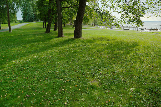 istock Green park  with large old decideous trees and shaded areas. 186618856