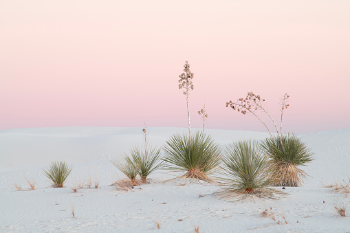 Soap Tree Yucca plants at White Sands National Park, New Mexico, USA