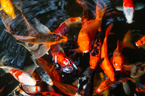 Koi fishes or crap Floating in pond, beautiful crap fish ornamental fish concept.