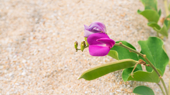 Ipomoea pes-caprae (Railroad vine). Beautiful pink flowers on sand at beach.