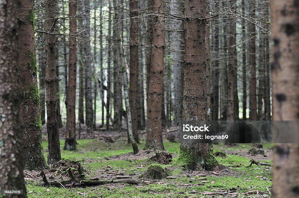 Forest - Foto stock royalty-free di Albero