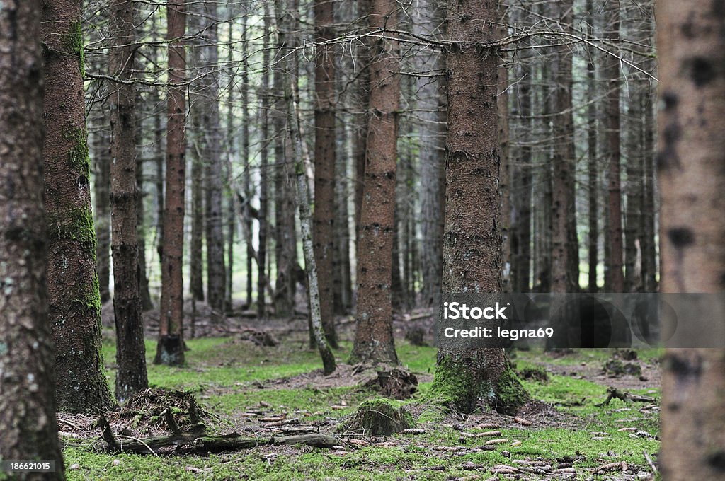 Forest - Zbiór zdjęć royalty-free (Brązowy)