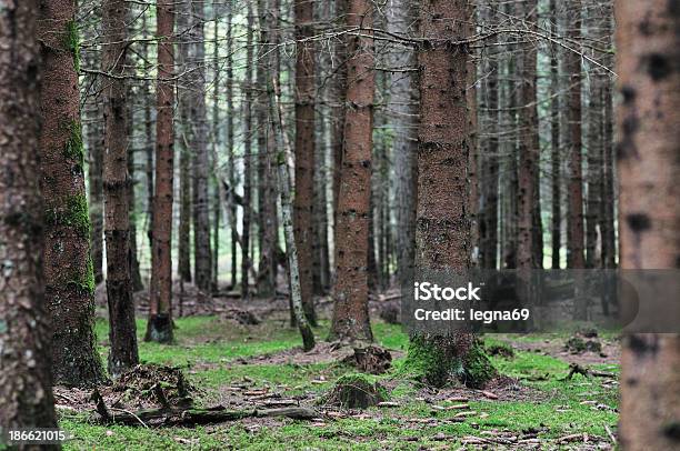 Forest - zdjęcia stockowe i więcej obrazów Brązowy - Brązowy, Drewno - Tworzywo, Drzewo