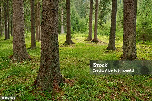 Bosque Foto de stock y más banco de imágenes de Abeto Picea - Abeto Picea, Aire libre, Alpes Dolomíticos