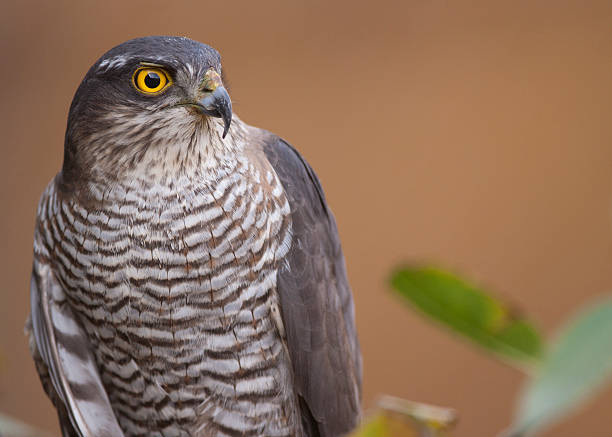 istock Eurasian Sparrowhawk portrait 186621163