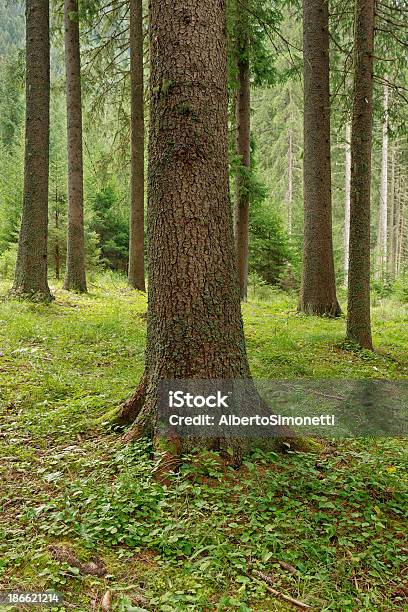 Nel Bosco - zdjęcia stockowe i więcej obrazów Alpy - Alpy, Bez ludzi, Dolomity