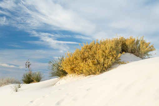 Plants at White Sands National Park, New Mexico, USA