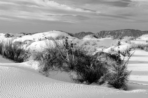 Dune landscape in Norddeich at winter, North Sea, East Frisia, Lower Saxony, Germany-Black and white Image