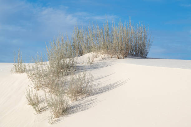 Plants at White Sands National Park, New Mexico, USA