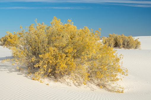 Soaptree Yucca plant (Yucca Elata) at White Sands National Park in New Mexico, USA.