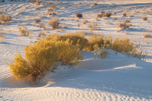 Rubber Rabbitbrush at White Sands National Park, New Mexico, USA