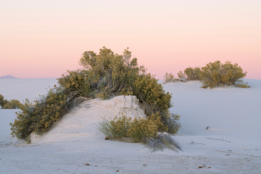 A view of the wide open dry orange and yellow sage brush on the sand dunes in the desert.