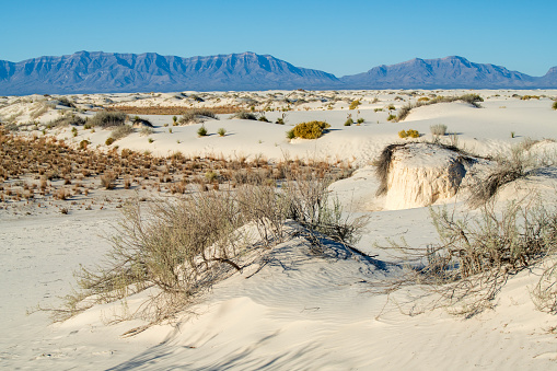 Landscape of a valley overgrown with desert vegetation and cacti in the rock desert in California, mountains in the background