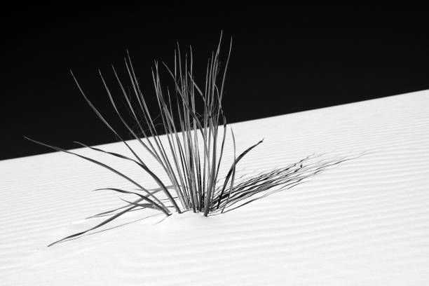 Plants at White Sands National Park, New Mexico, USA
