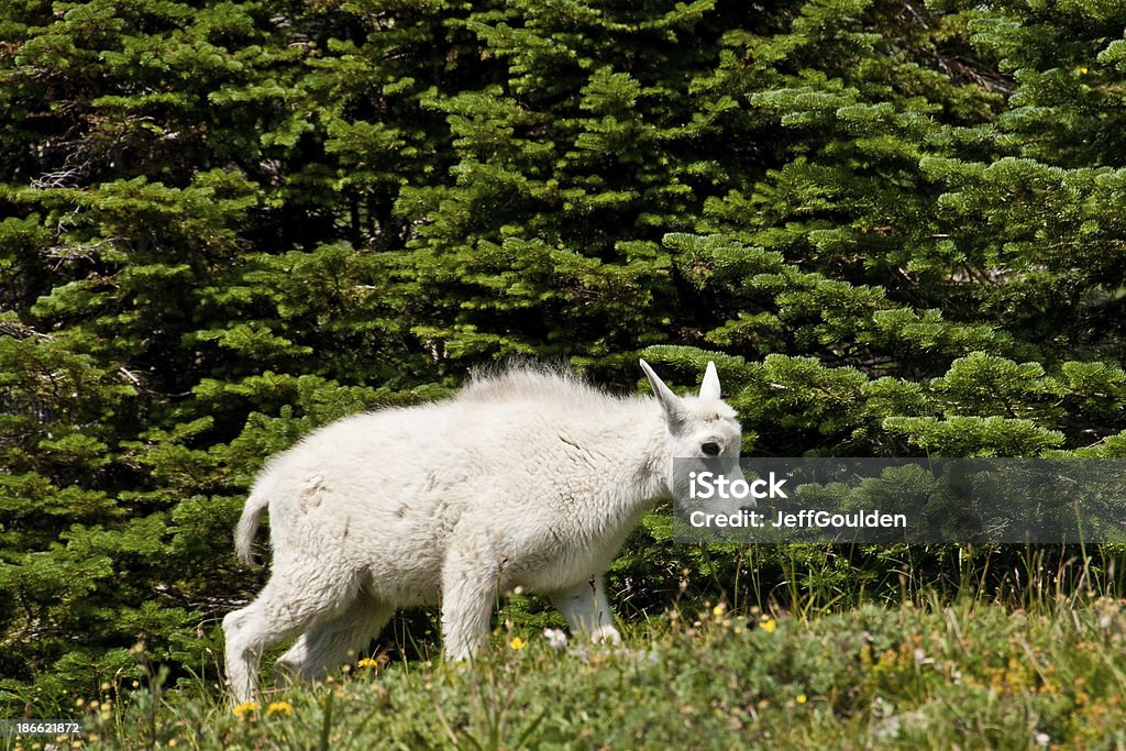 Mountain Goat Kid in an Alpine Meadow The Mountain Goat (Oreamnos americanus), also known as the Rocky Mountain Goat, is a large-hoofed ungulate found only in North America. A subalpine to alpine species, it is a sure-footed climber commonly seen on cliffs and in meadows. This kid goat was photographed strolling through an alpine meadow near Logan Pass in Glacier National Park, Montana, USA. Animal Stock Photo