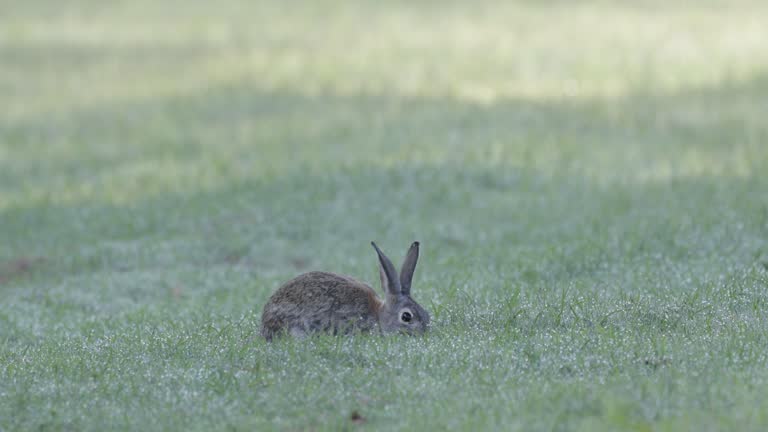 Desert Cottontail, Arizona