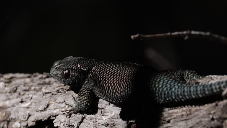 Yarrow's Spiny Lizard, Mexico