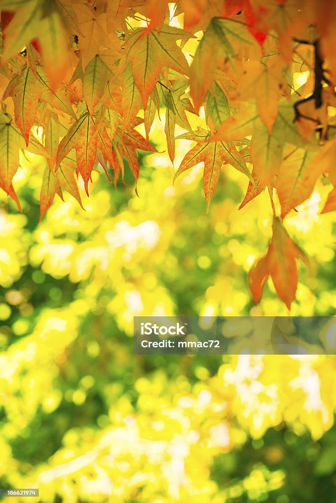 Осенние листья - Стоковые фото Буковое дерево роялти-фри