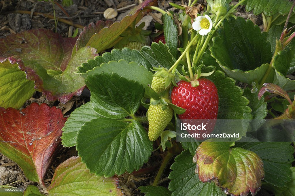 Close-up of 숙화 Strawberies 굴절률은 바인 - 로열티 프리 딸기밭 스톡 사진