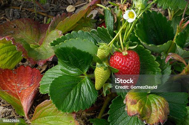 Foto de Closeup De Maturação Strawberies Na Vinha e mais fotos de stock de Campo de Morango - Campo de Morango, Agricultura, Alimentação Saudável