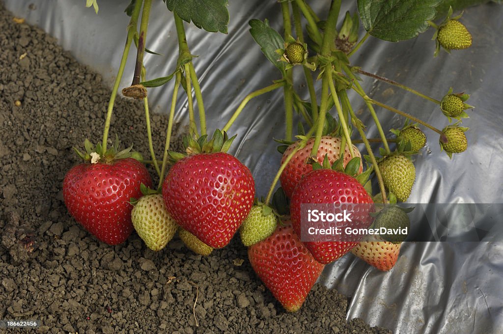 Close-up di maturazione Strawberies sul Vine - Foto stock royalty-free di Agricoltura