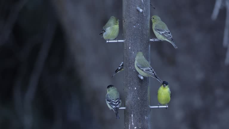 Flock of Lesser Goldfinchs, Arizona