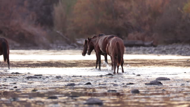 Wild Horses, Salt River, Arizona